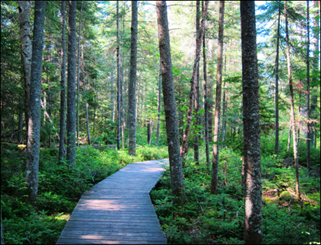 Adirondack Wetlands:  Transition between bog and forest on the Boreal Life Trail at the Paul Smiths VIC